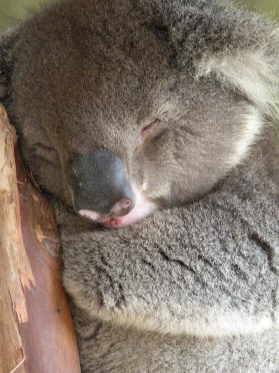 koala adormit (adica normal)