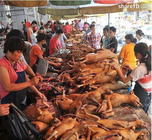 Carne de caine....crima curata