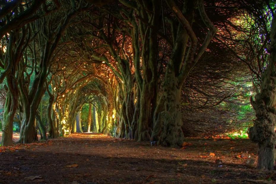 tunnel di alberi che porta al Gormanston College, a Meath, in Irlanda