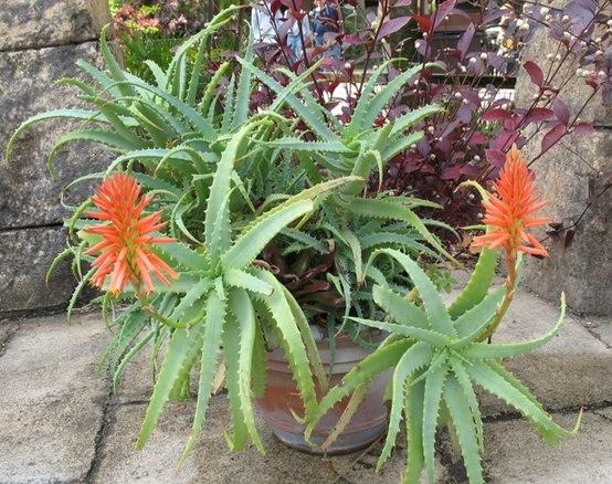 Aloe Arborescens