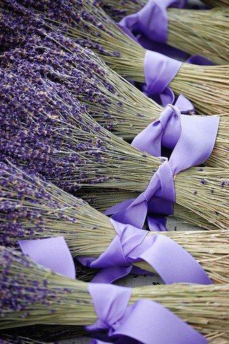 lavanda