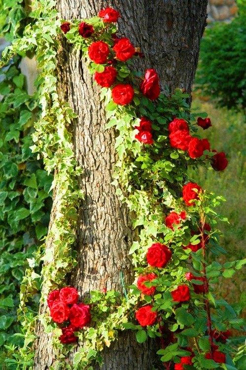 rose rosse