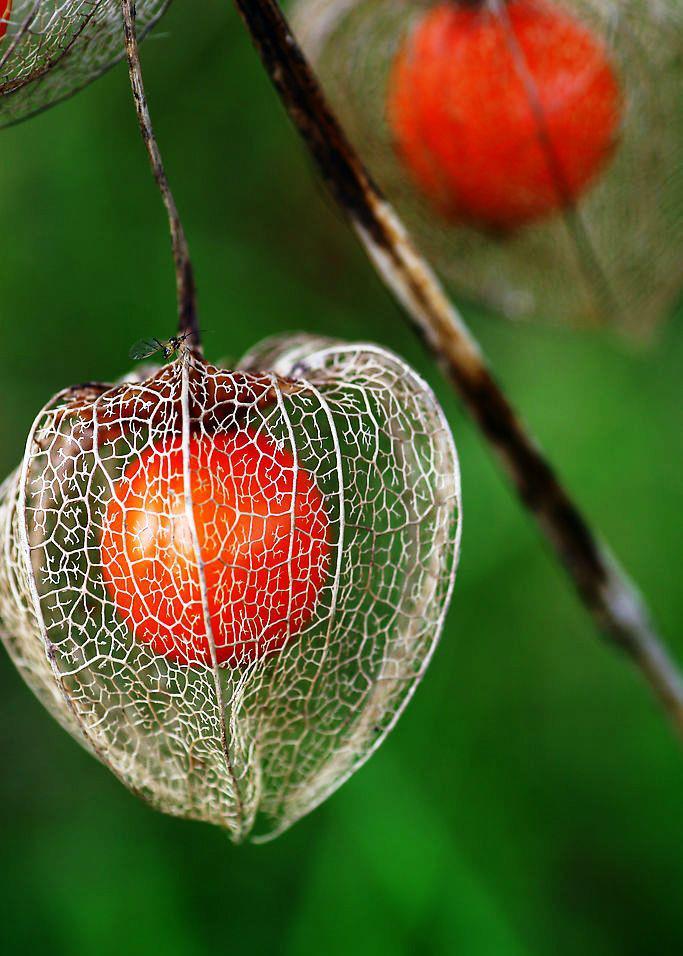 flowers lantern