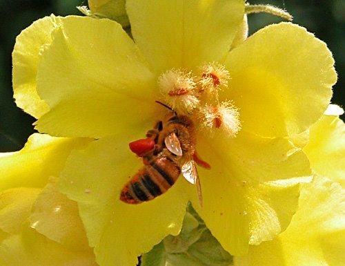 la piccola ape ed un fiore