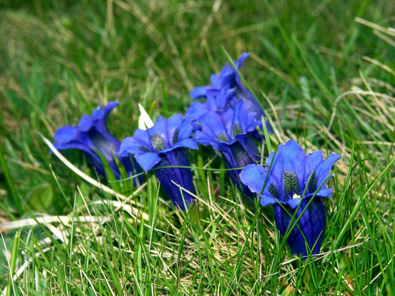 blumen blau