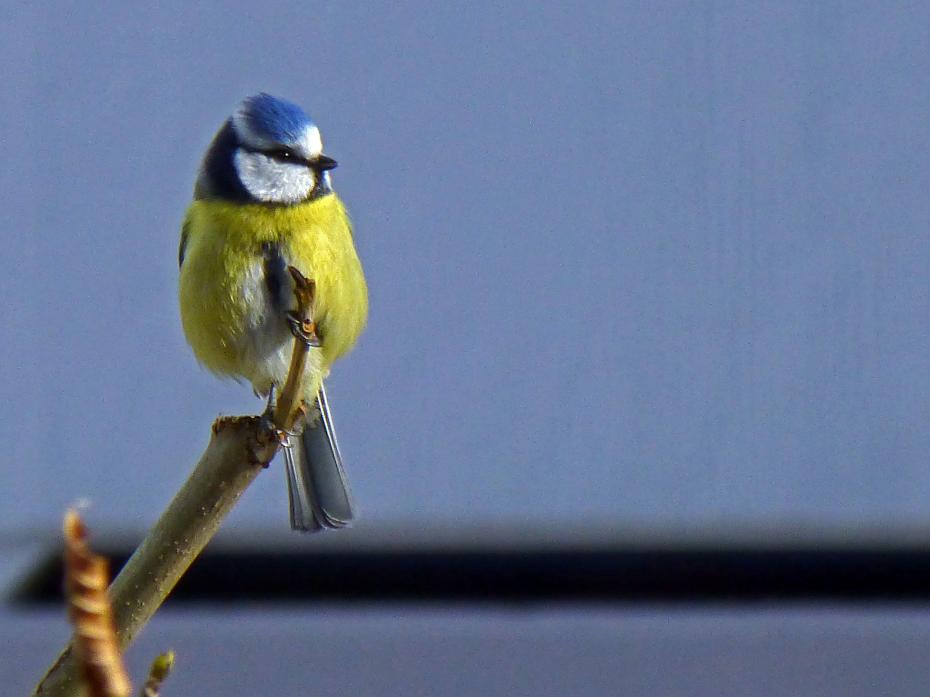 bluetit