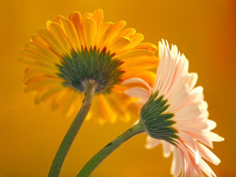 Flowers_-_Gerbera_Daisies