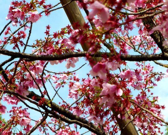 fiori di primavera