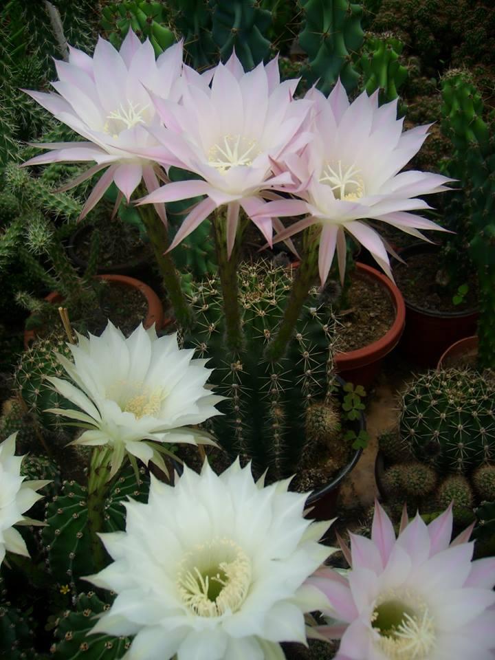 Easter Lily Cactus