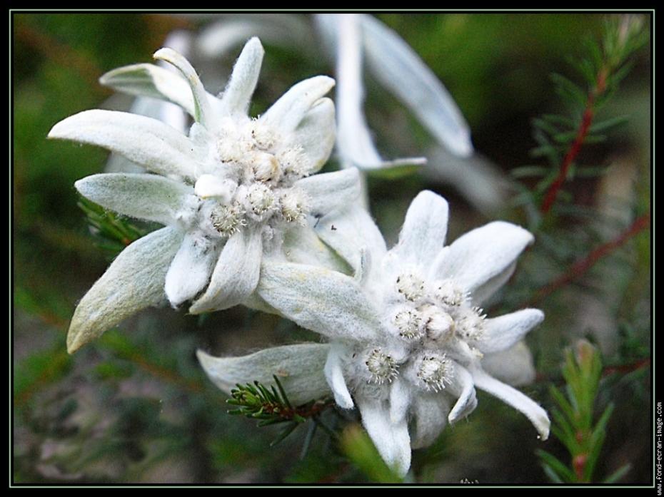 edelweiss-001-gf_(1)