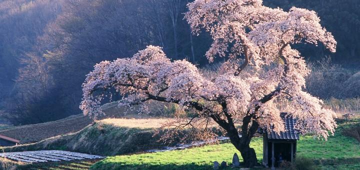 cires in floare