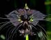 blackbatorchid