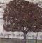 Apple Tree, 1916 Gustav Klimt